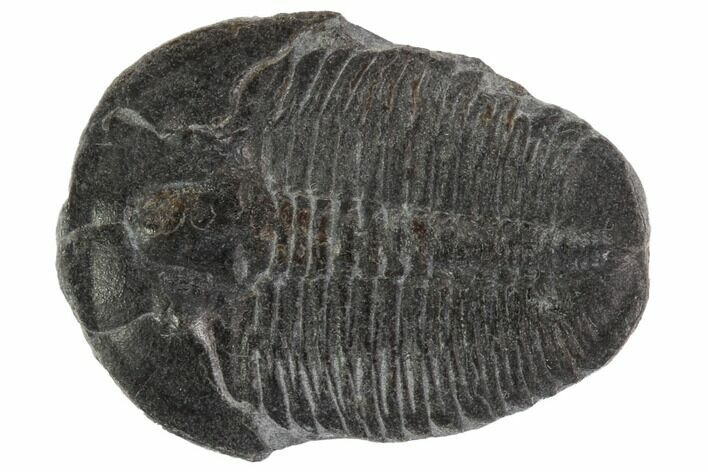 Elrathia Trilobite Fossil - Utah #97078